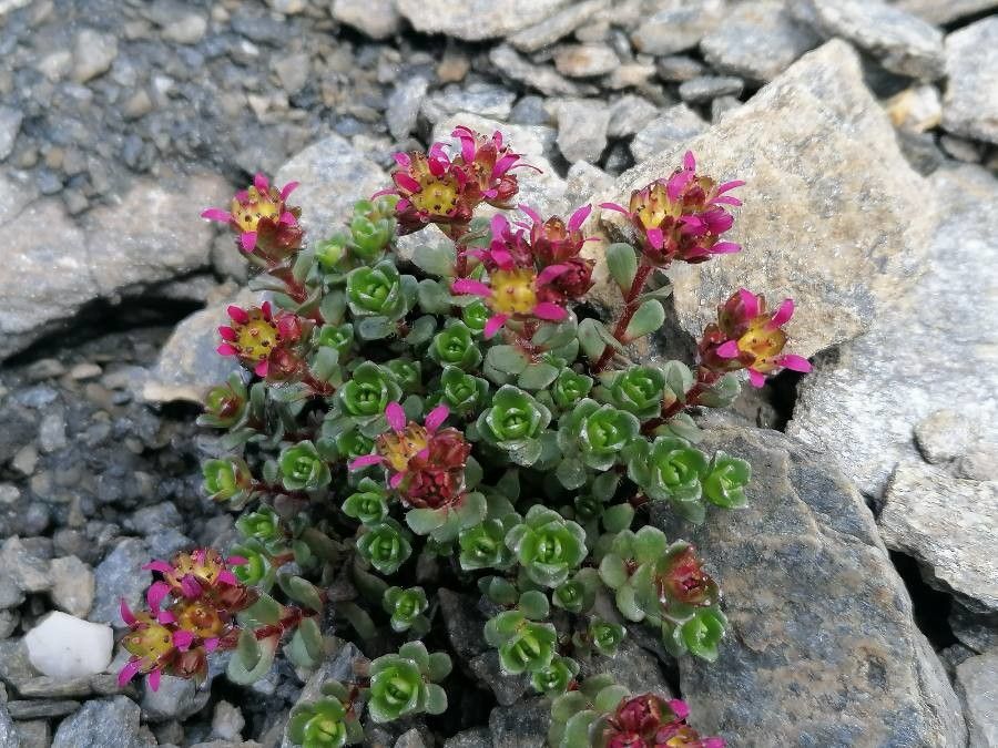Saxifraga biflora habit