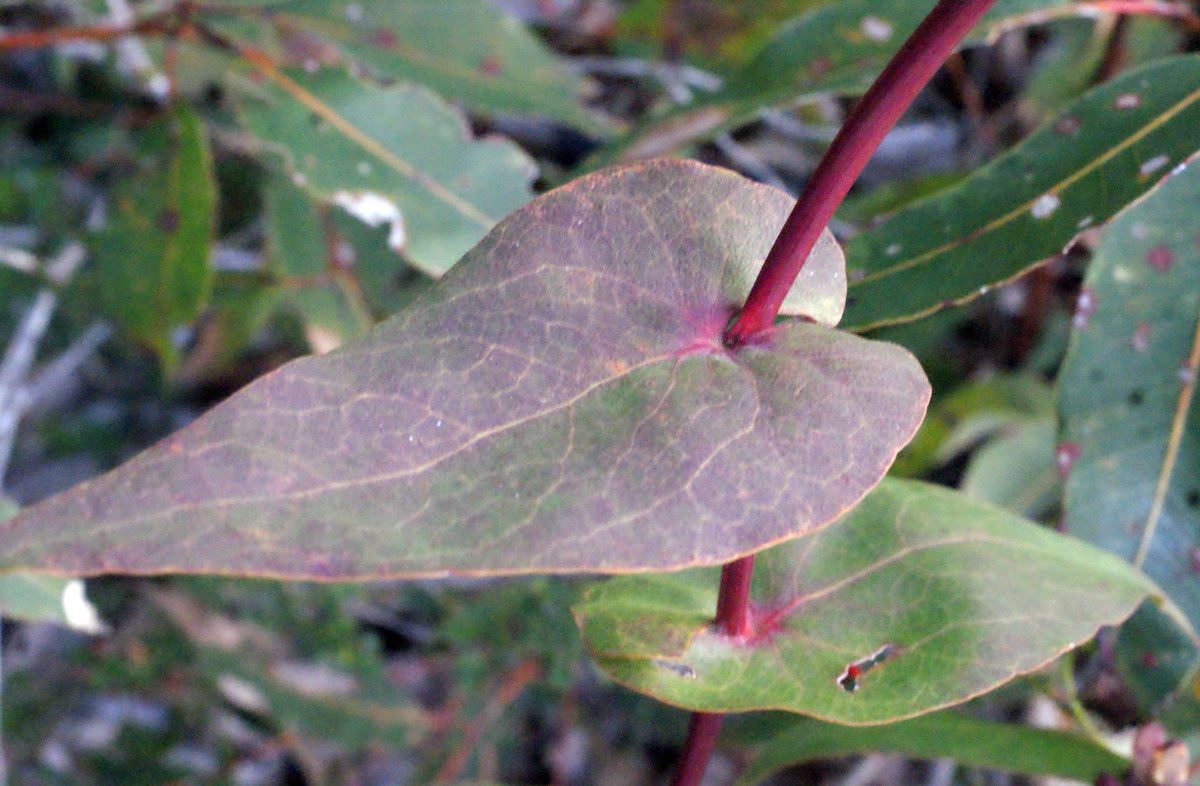 Daviesia cordata — related species from the same genus