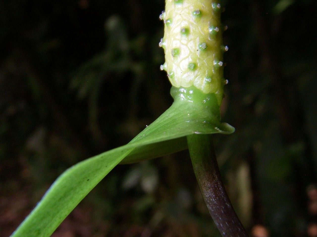 Anthurium flexile bark