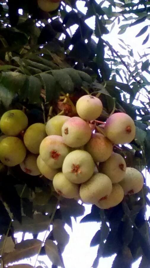 Sorbus domestica fruit