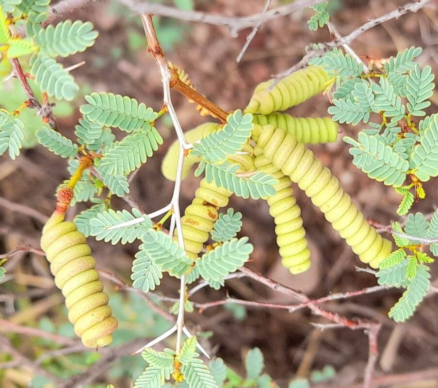 Prosopis reptans — search result for 'Prosopis'