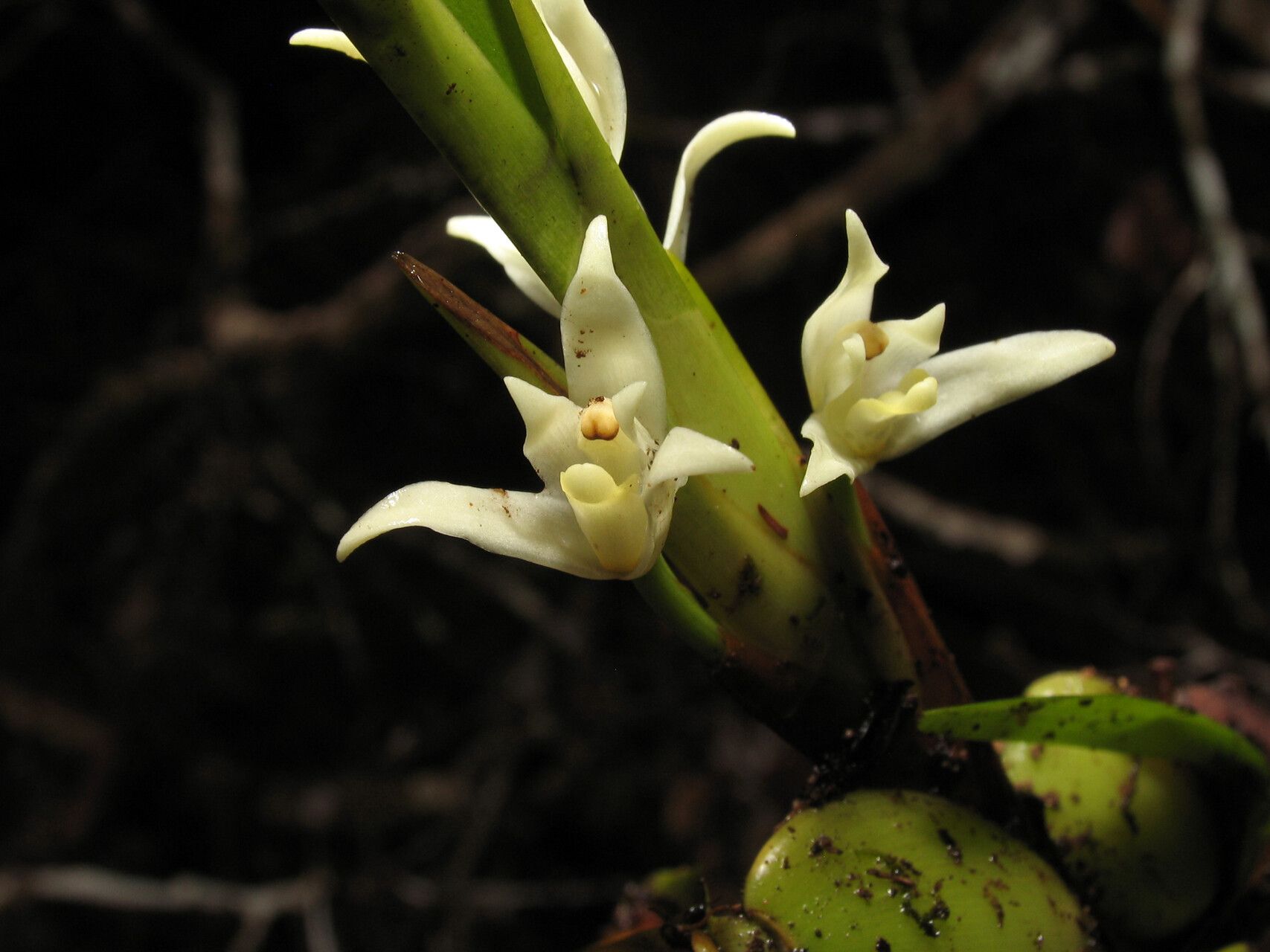 Maxillaria alba flower