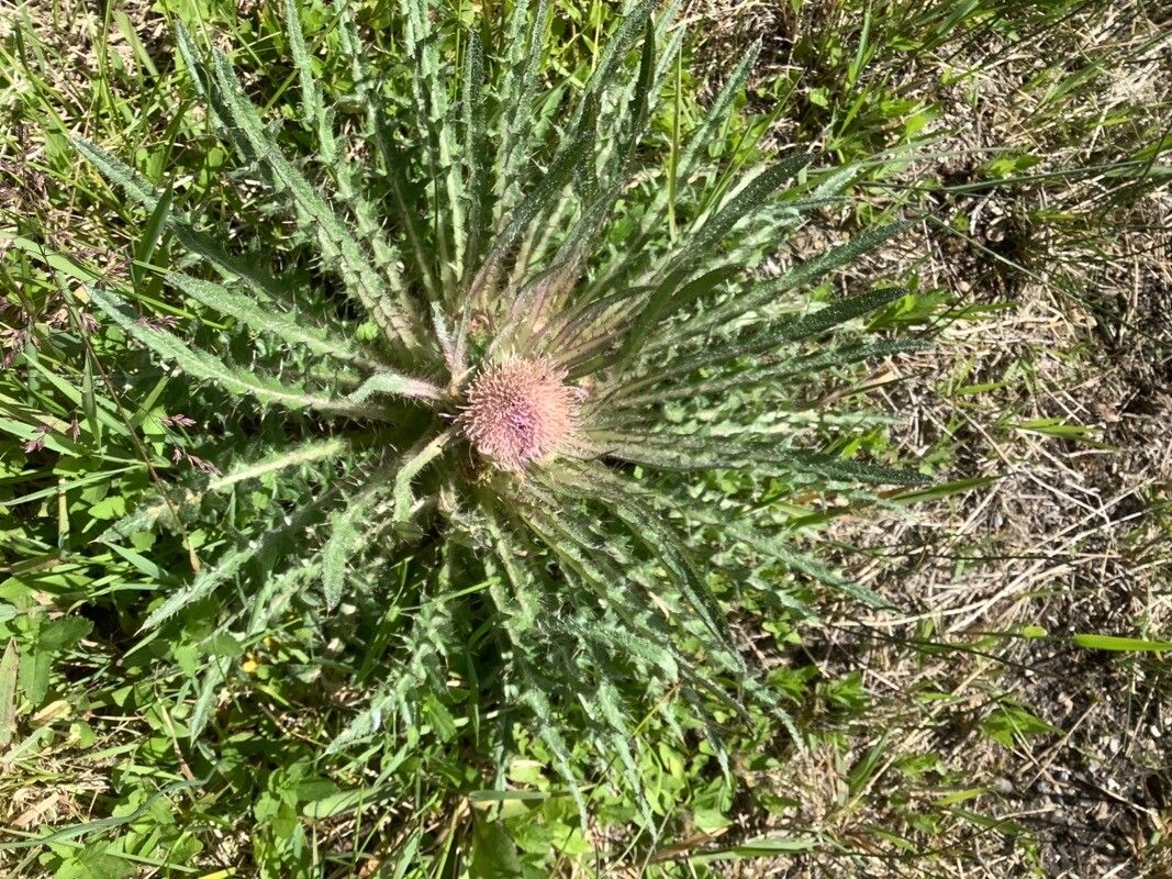 Cirsium foliosum — search result for 'Cirsium'