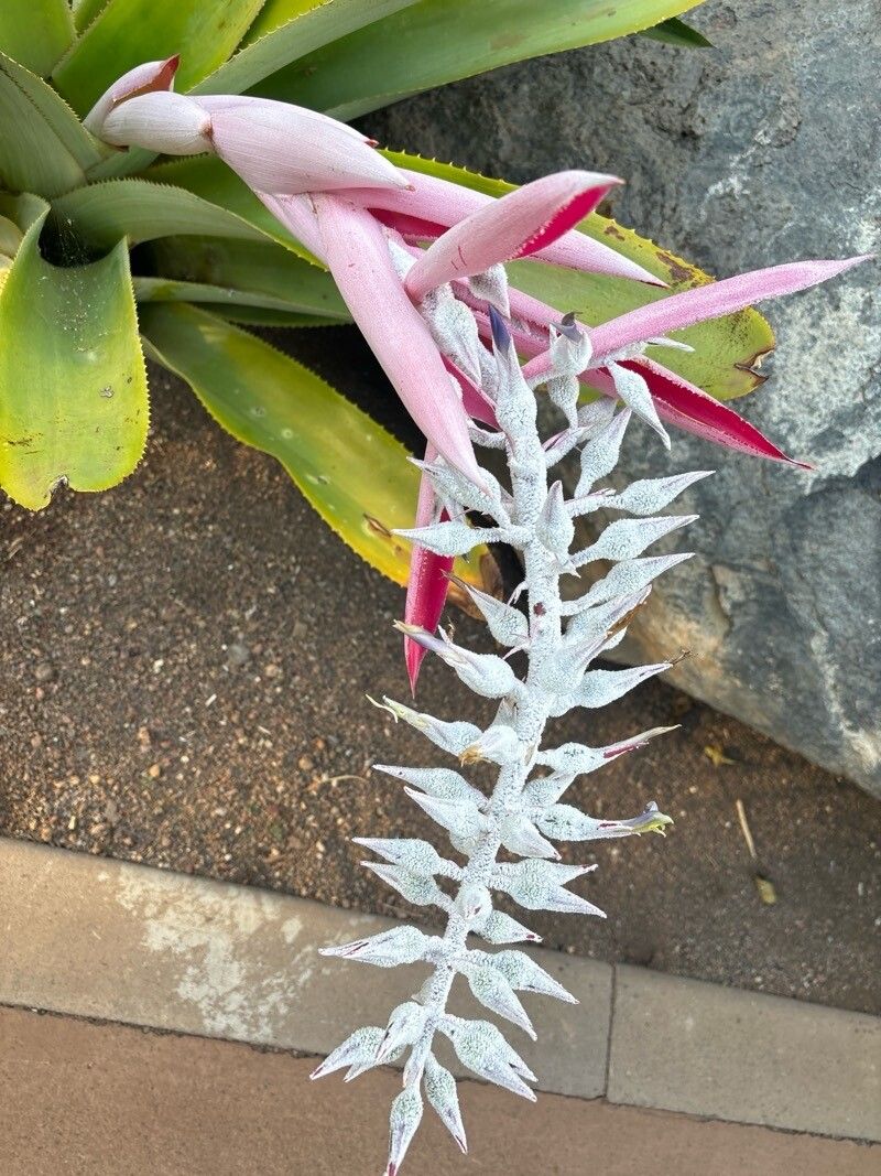 Aechmea mcvaughii flower