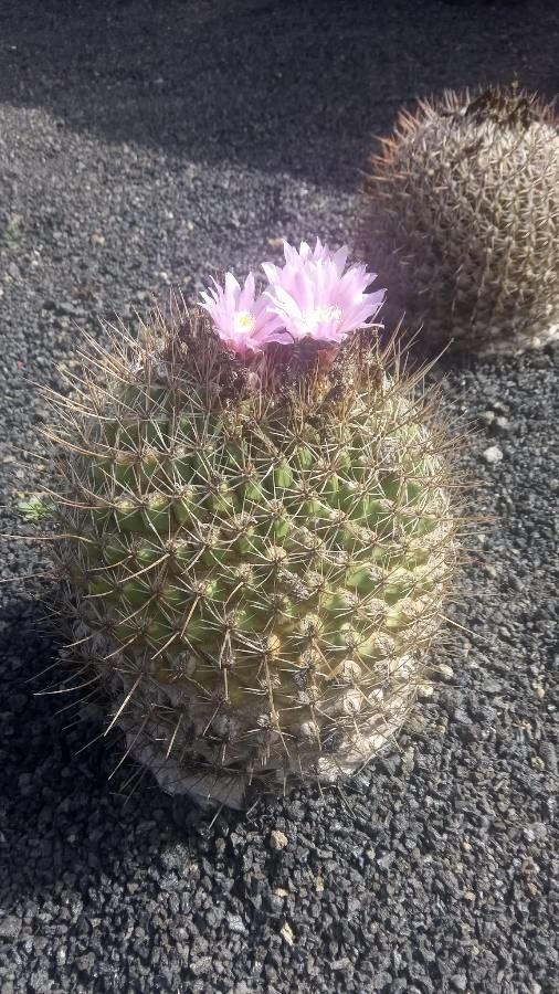 Thelocactus conothelos habit
