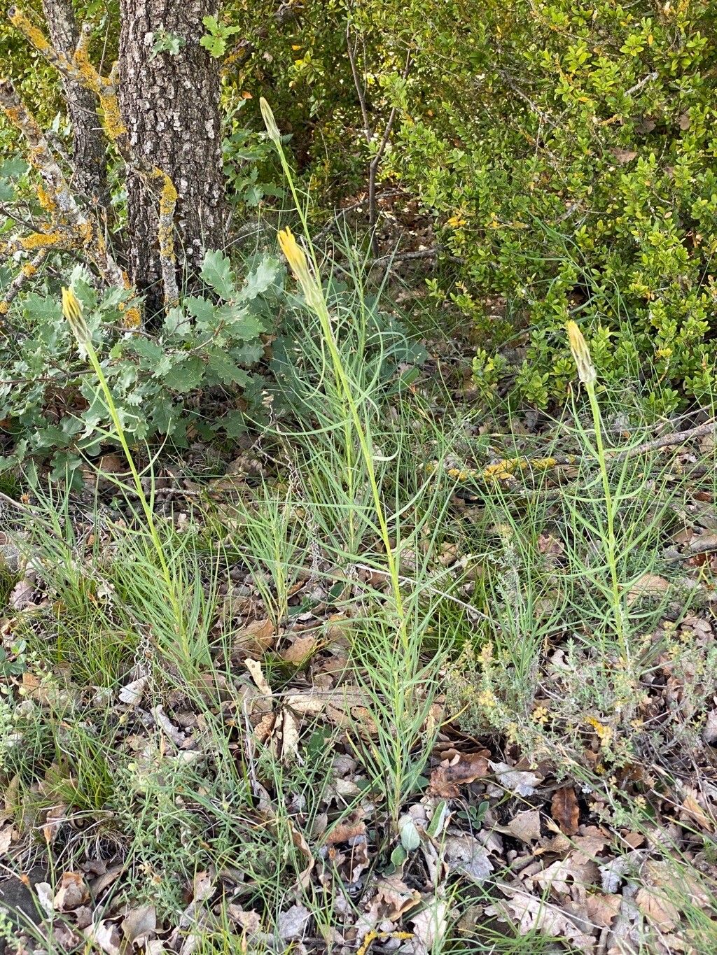 Scorzonera angustifolia habit