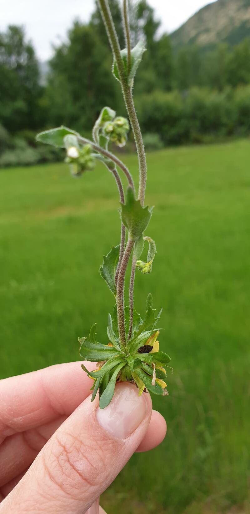 Draba daurica — houseplant care guide
