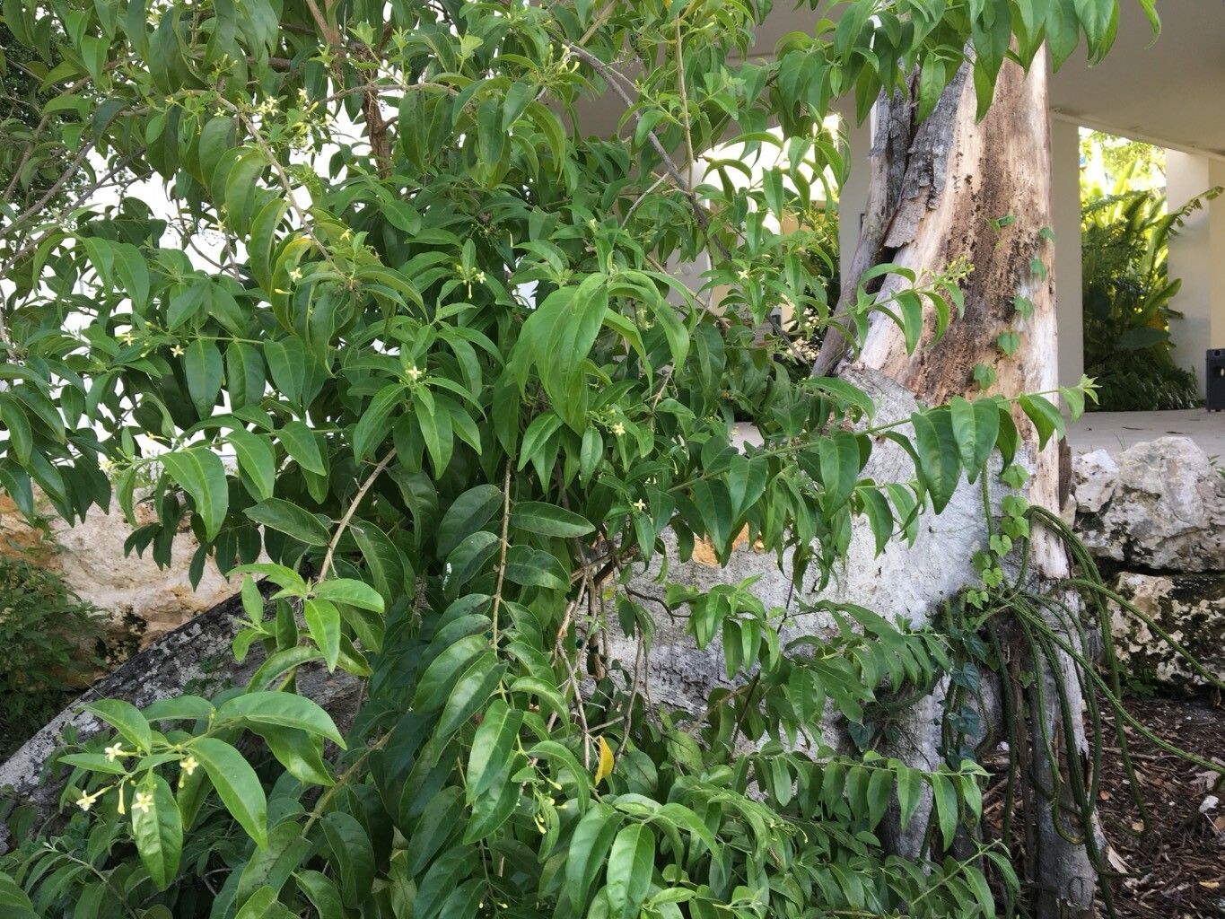 Aegiphila caymanensis leaf