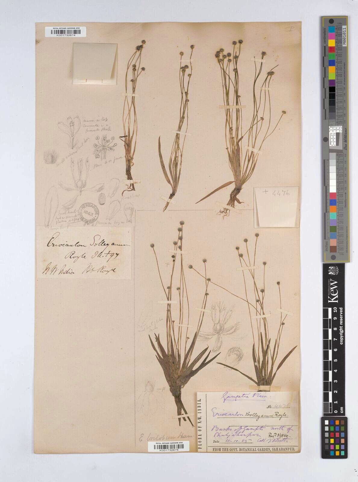 Eriocaulon sollyanum — houseplant care guide