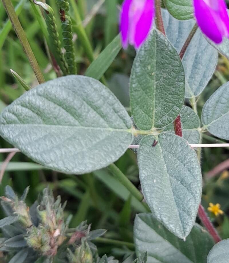 Desmodium subsericeum — search result for 'Desmodium'