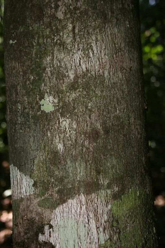Carapa surinamensis bark