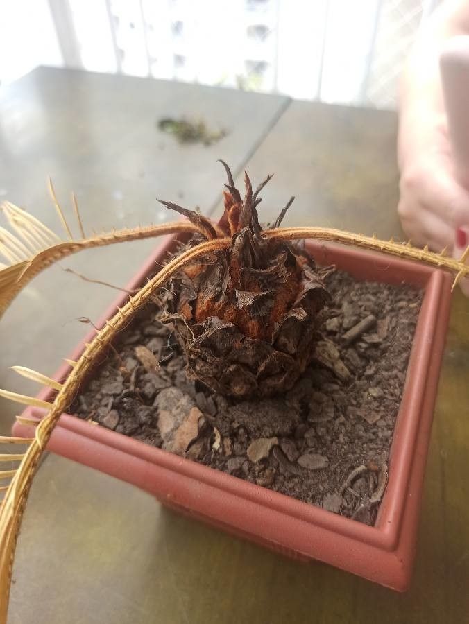 Cycas siamensis bark