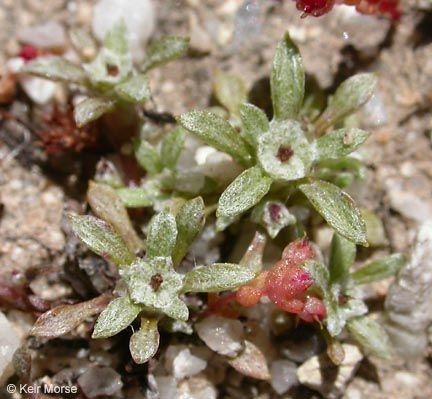 Hesperevax acaulis flower