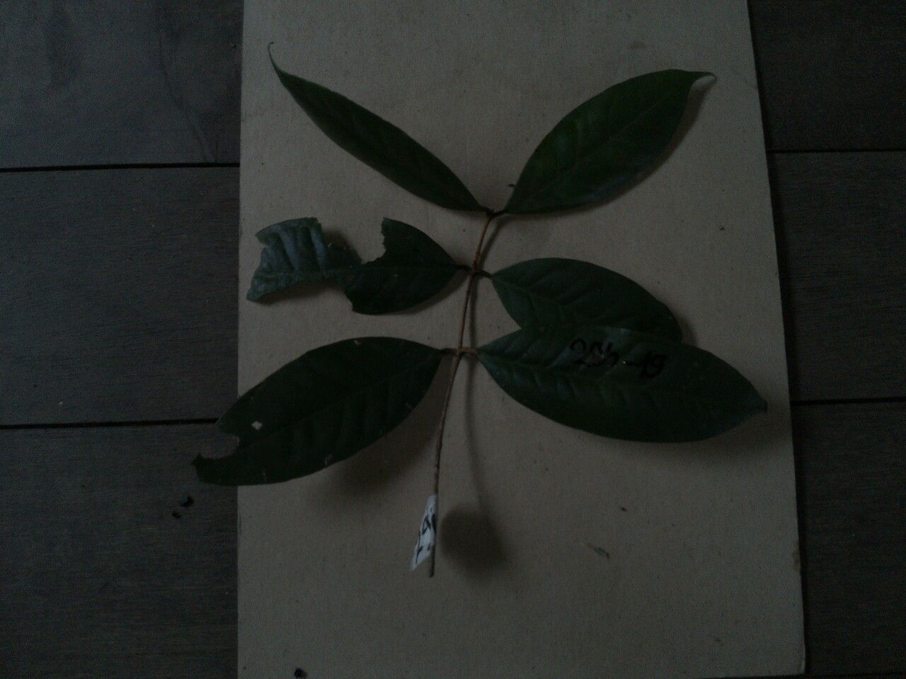 Eugenia brownsbergii leaf