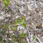 Viburnum prunifolium