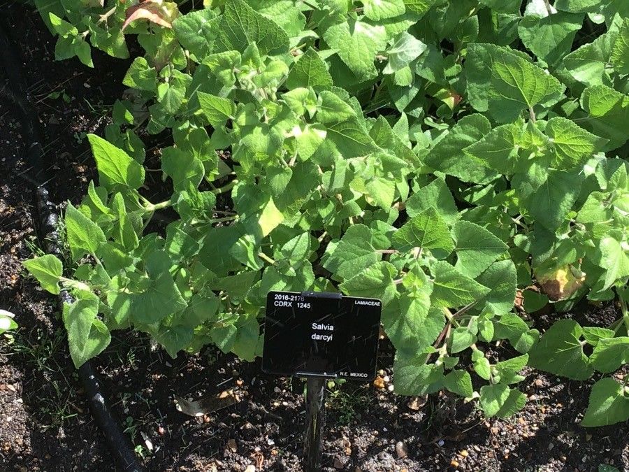 Salvia darcyi — houseplant care guide