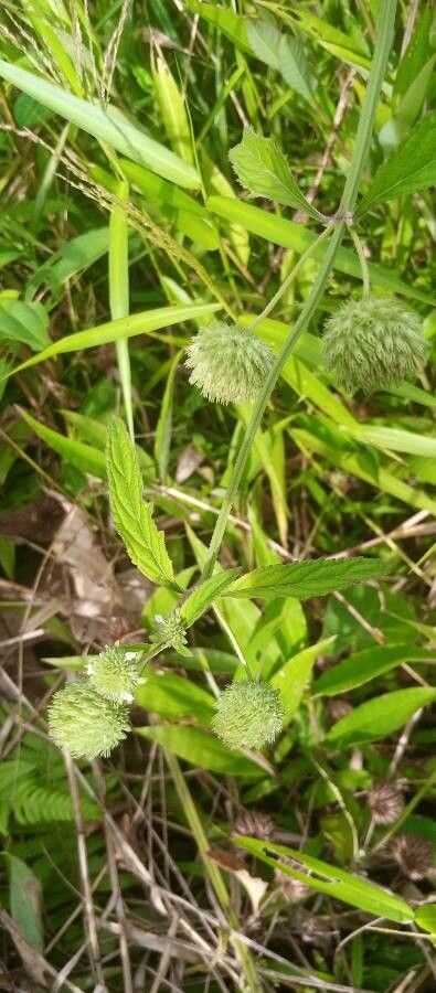 Hyptis capitata leaf