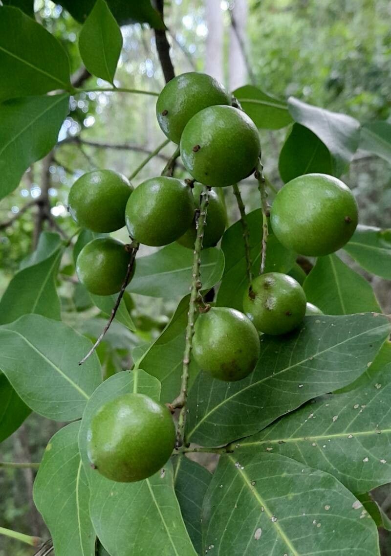 Melicoccus bijugatus fruit