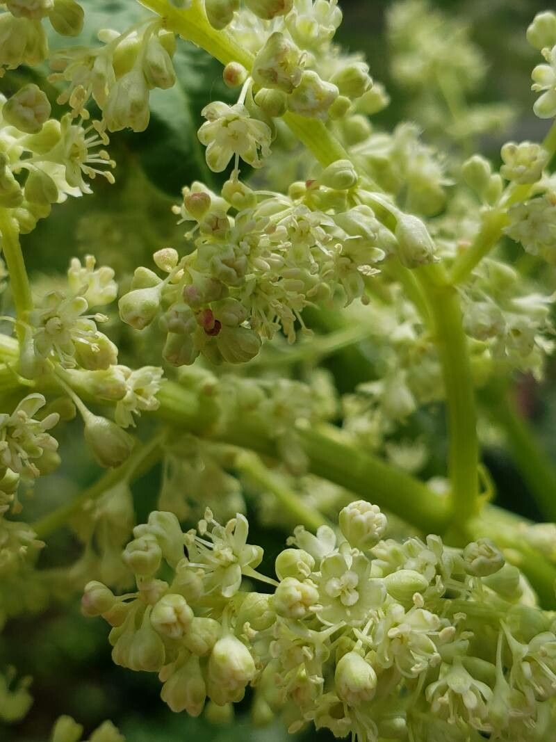 Rheum rhabarbarum flower