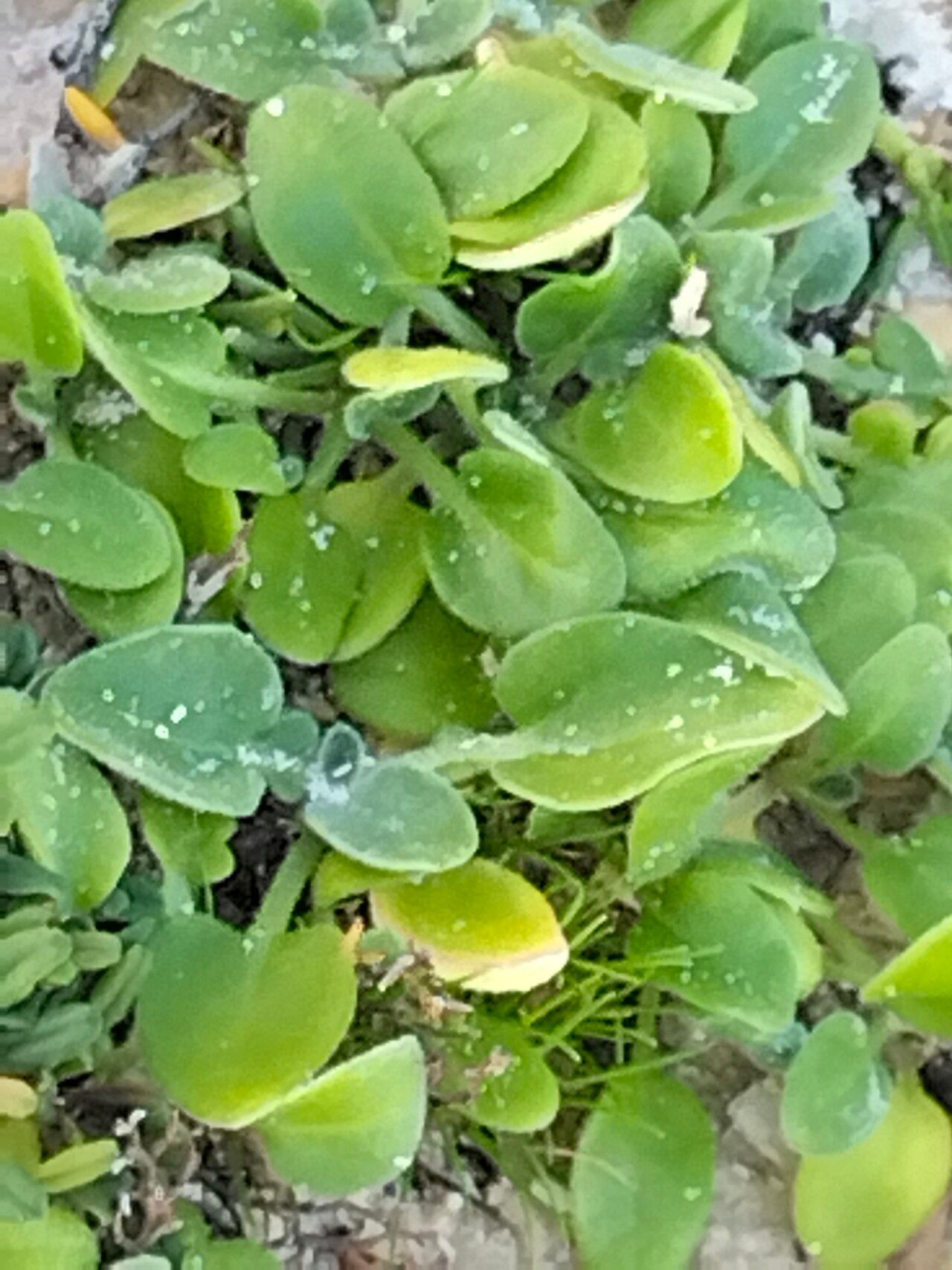 Falkia repens — houseplant care guide