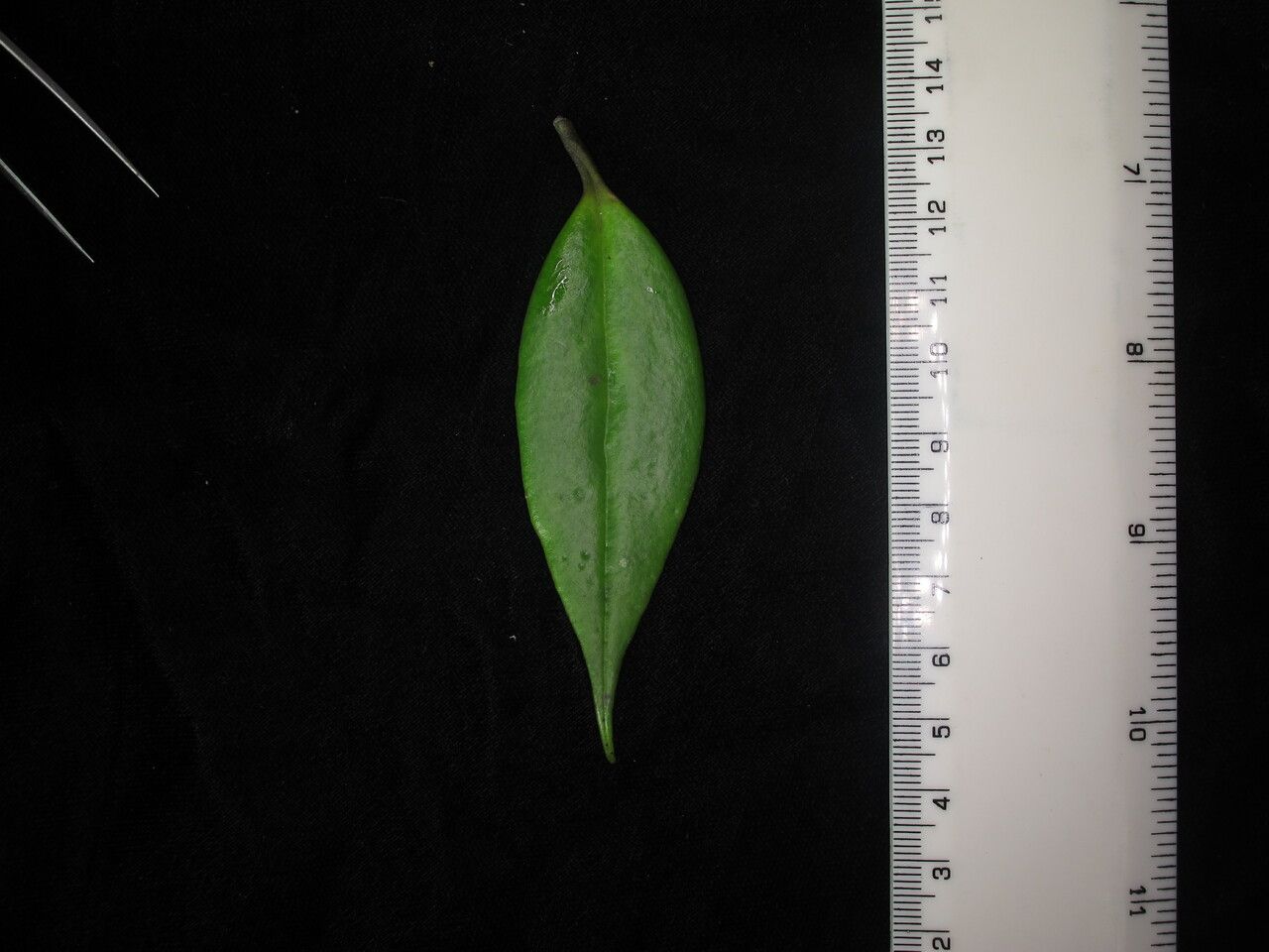 Aeschynanthus hookeri leaf