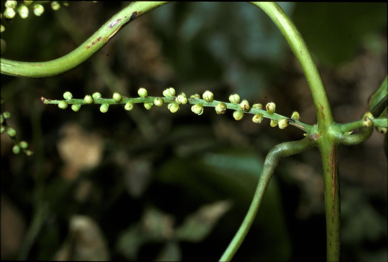 Dioscorea cayenensis — houseplant care guide
