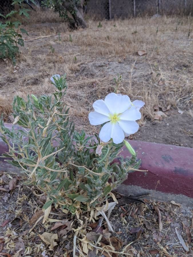 Oenothera albicaulis