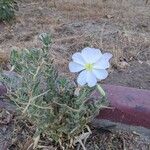 Oenothera albicaulis
