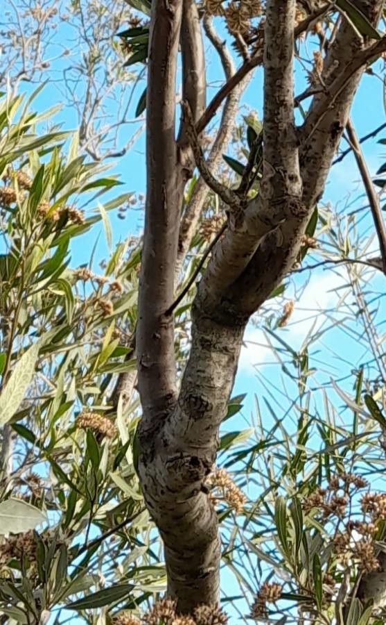 Tessaria integrifolia bark