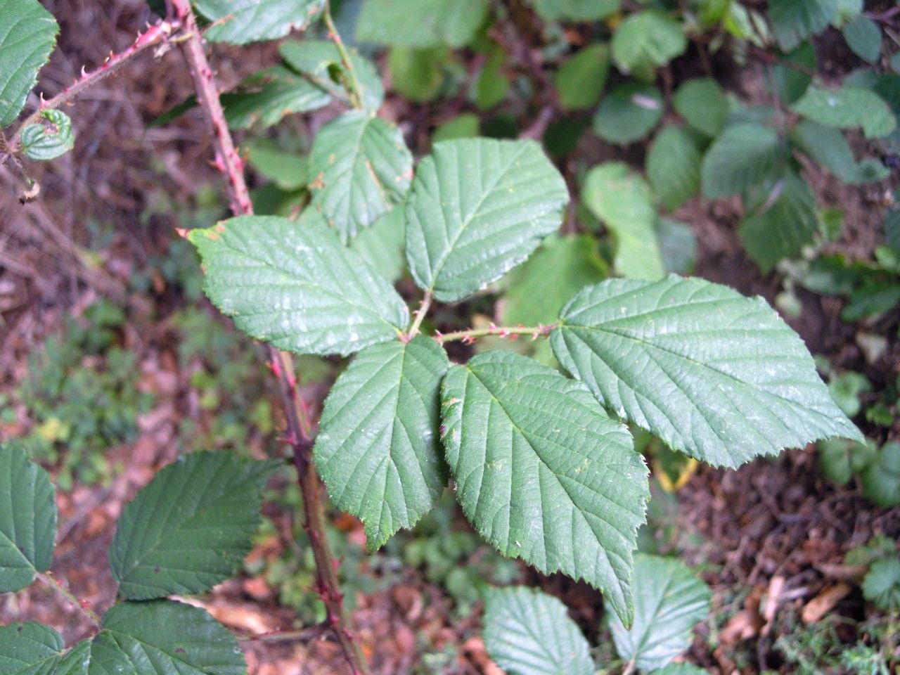 Rubus infestus leaf