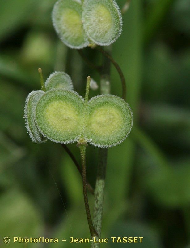 Biscutella baetica fruit