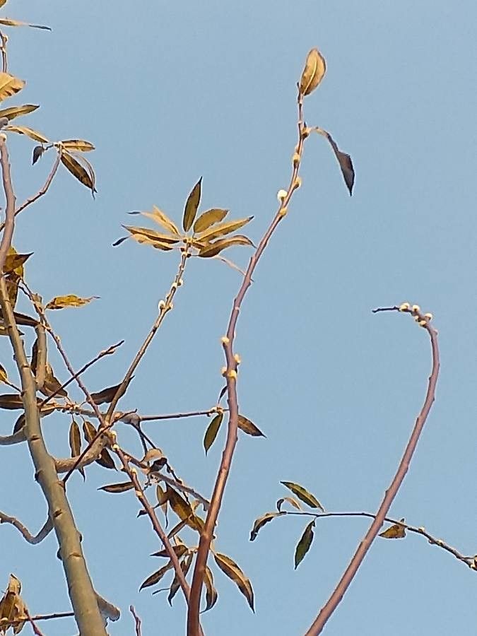 Salix daphnoides flower