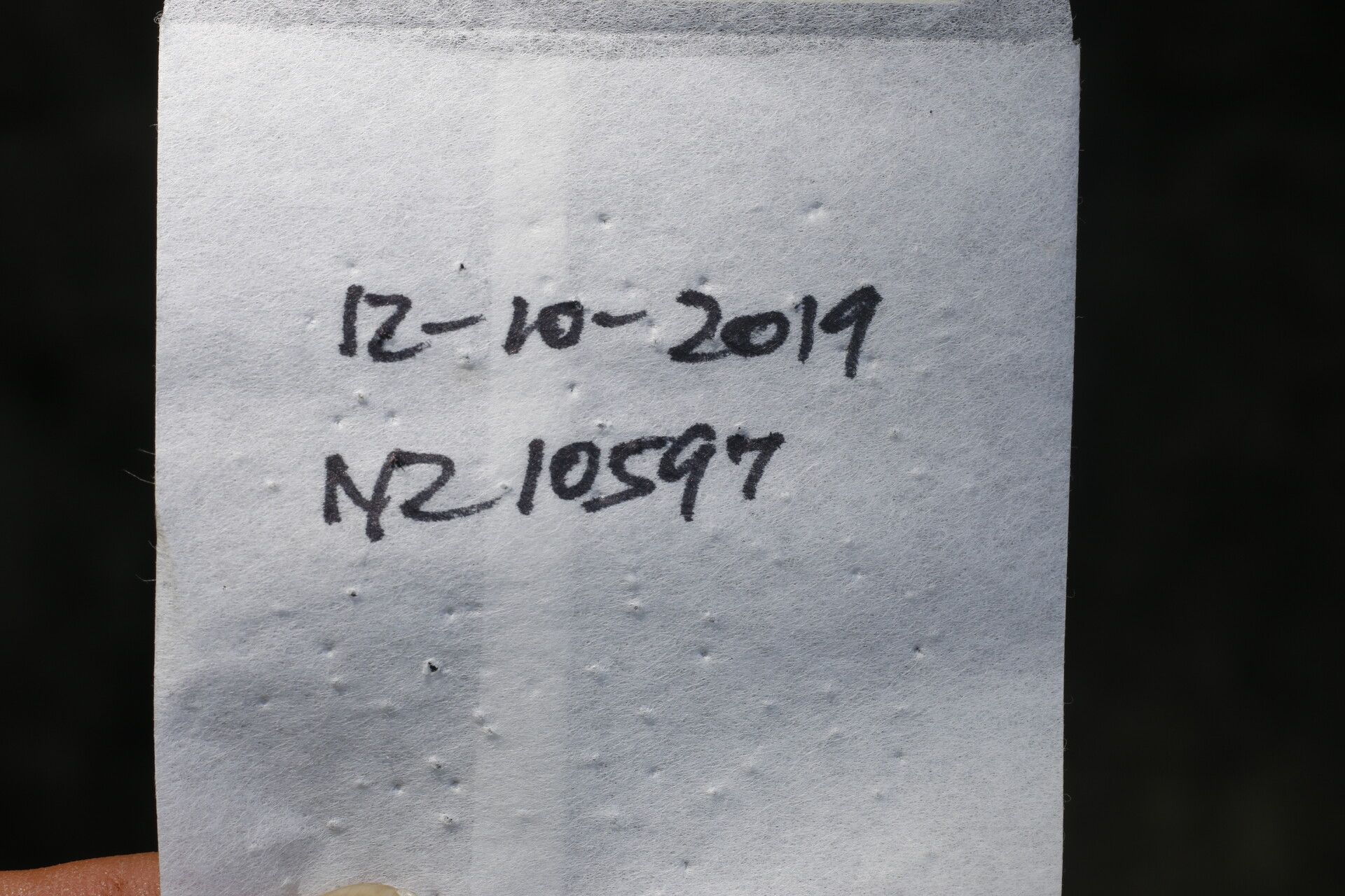 Fridericia costaricensis other