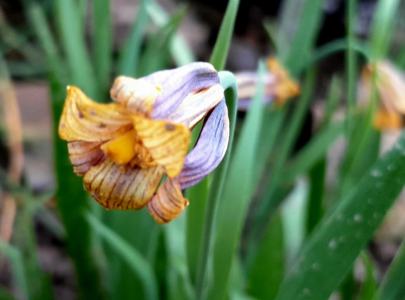 Fritillaria pinardii flower