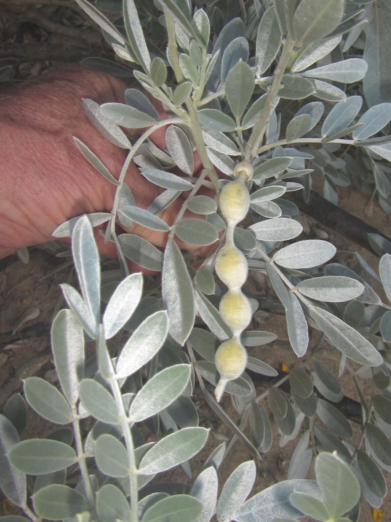 Sophora inhambanensis fruit