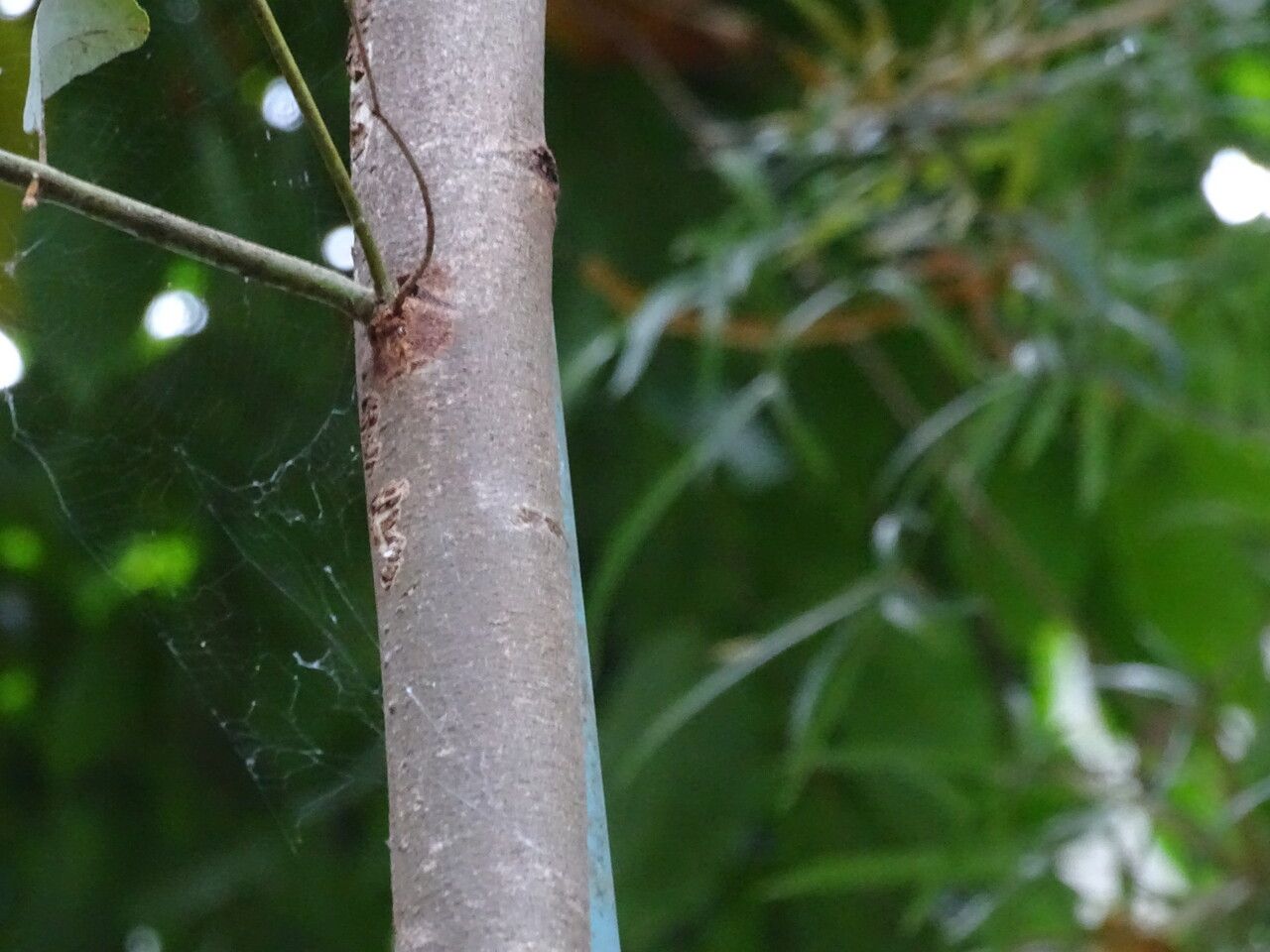 Eucalyptus pruinosa bark