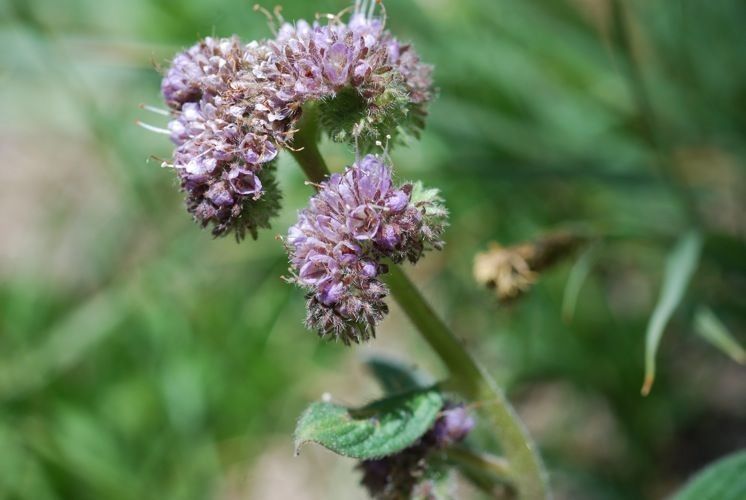 Phacelia mutabilis flower
