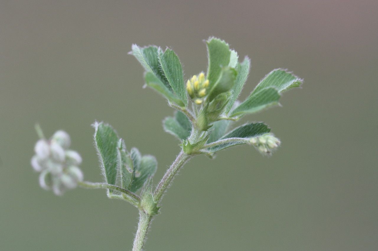 Medicago secundiflora — search result for 'Medicago'