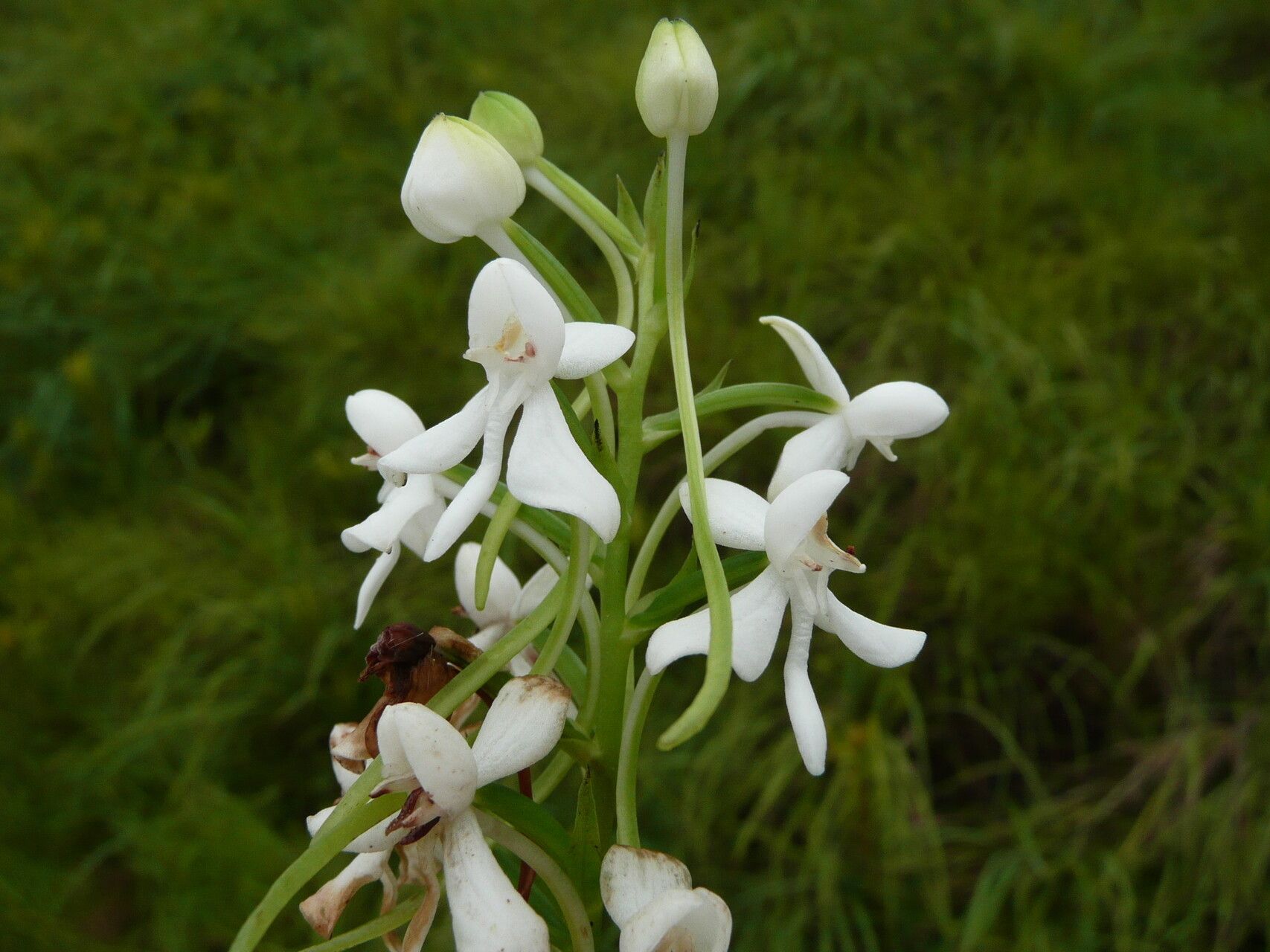 Habenaria leonensis — houseplant care guide