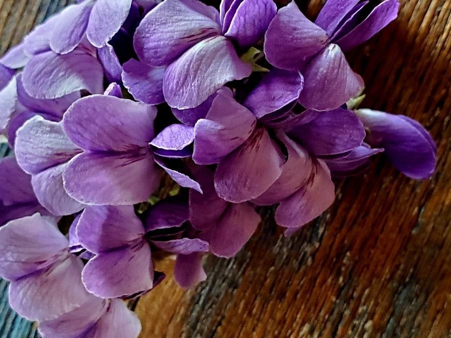 Dermatophyllum secundiflorum flower