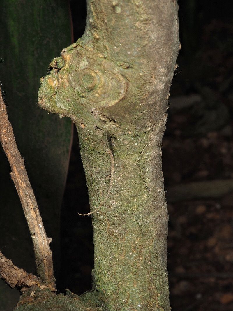 Crateva unilocularis bark