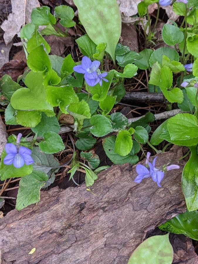 Viola adunca flower