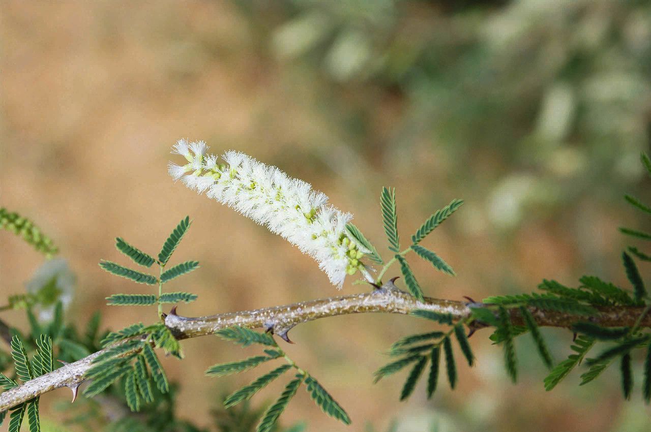 Acacia senegal flower
