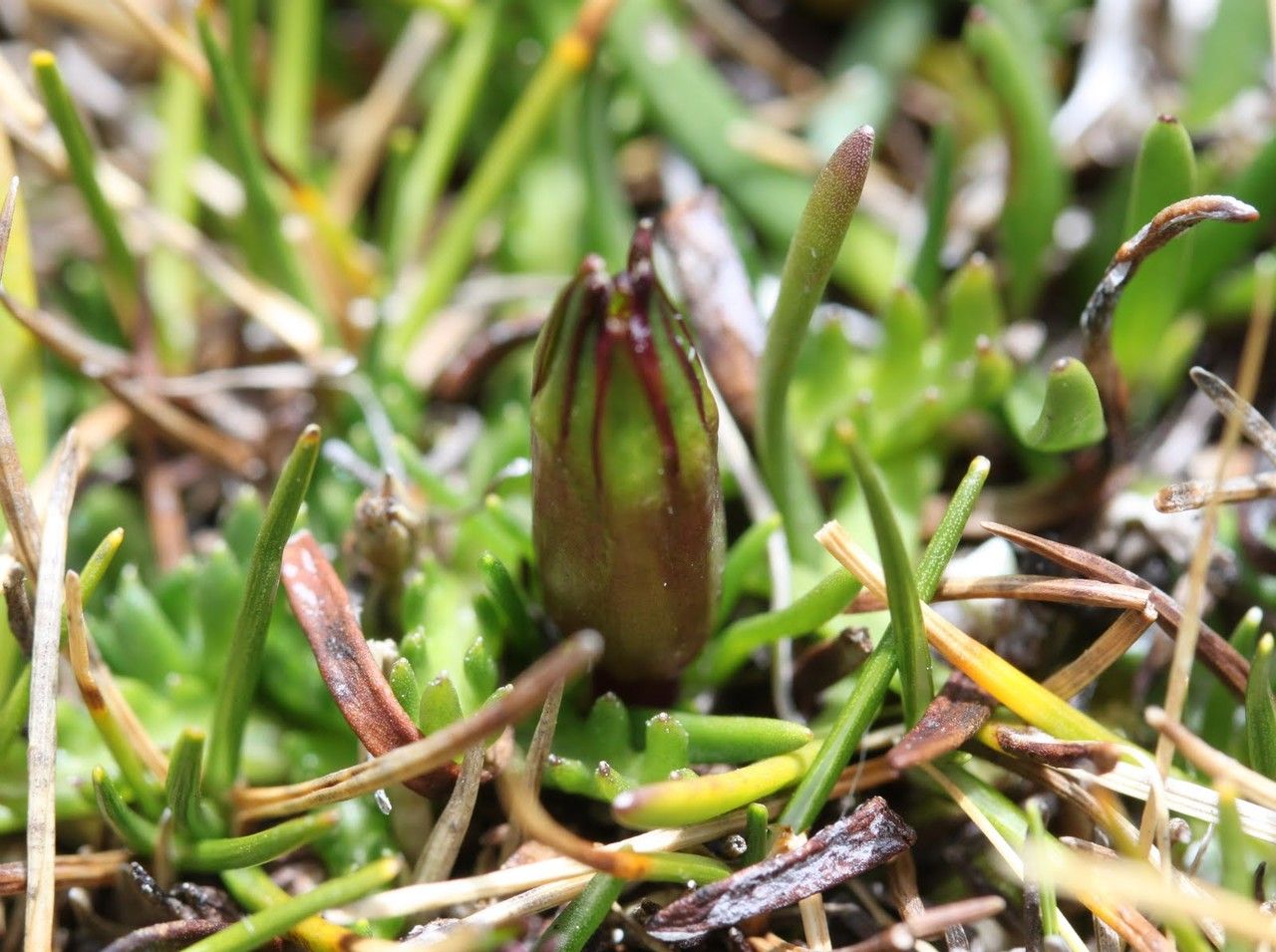 Werneria heteroloba — houseplant care guide