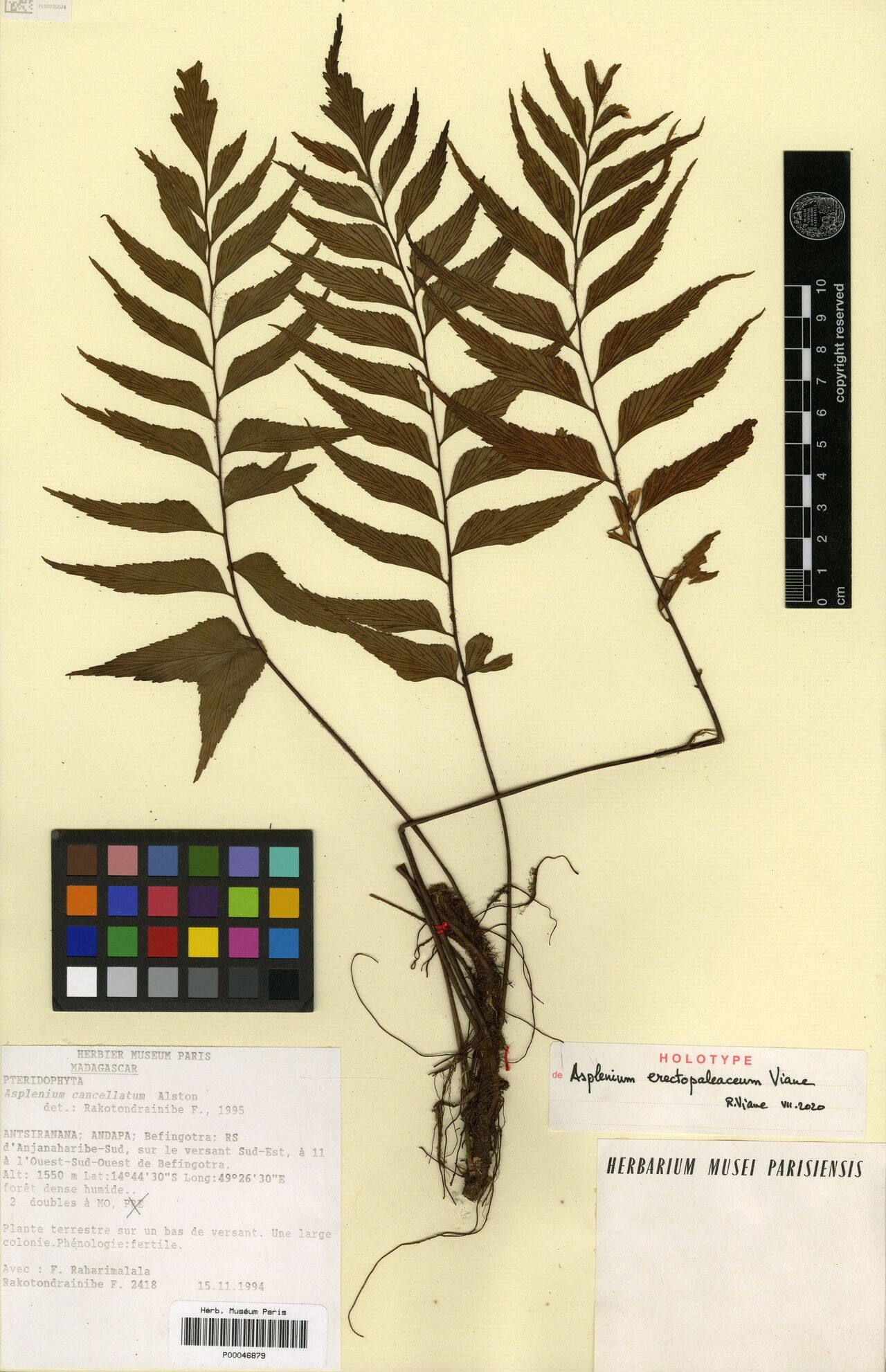 Asplenium erectopaleaceum — houseplant care guide