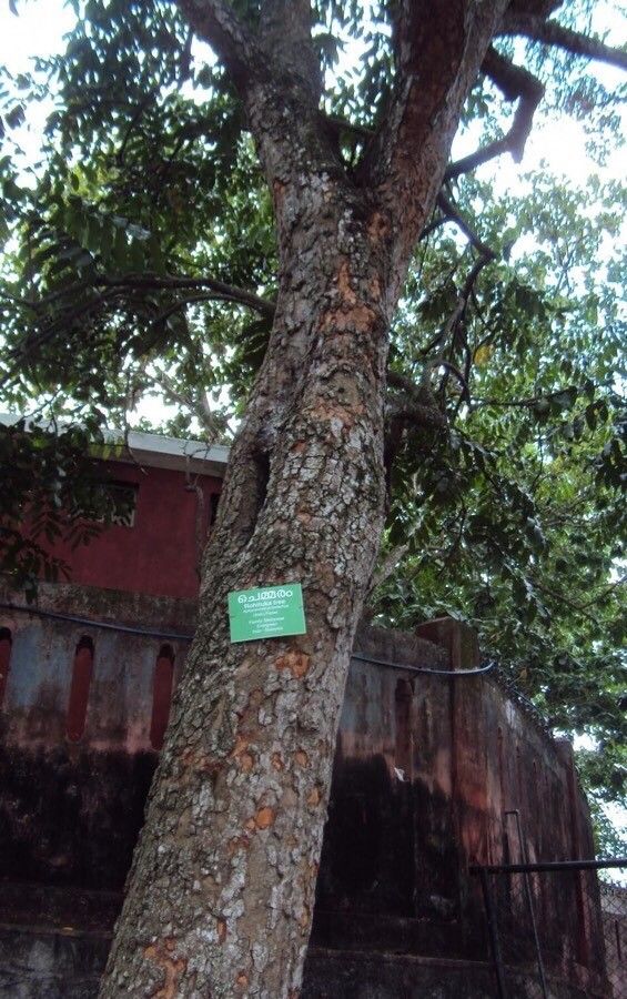 Aphanamixis polystachya bark