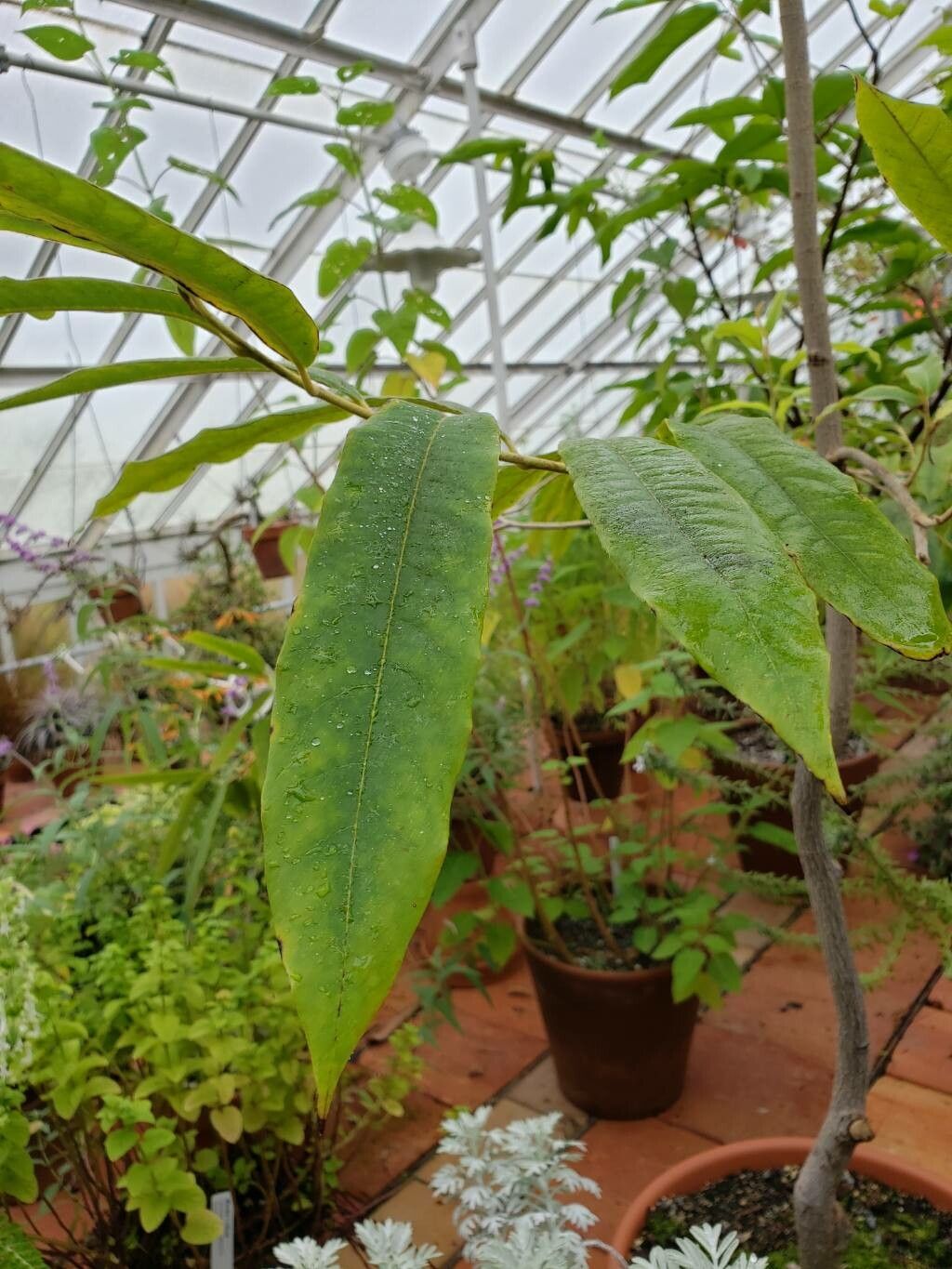 Magnolia lanuginosa — search result for 'Magnolia'