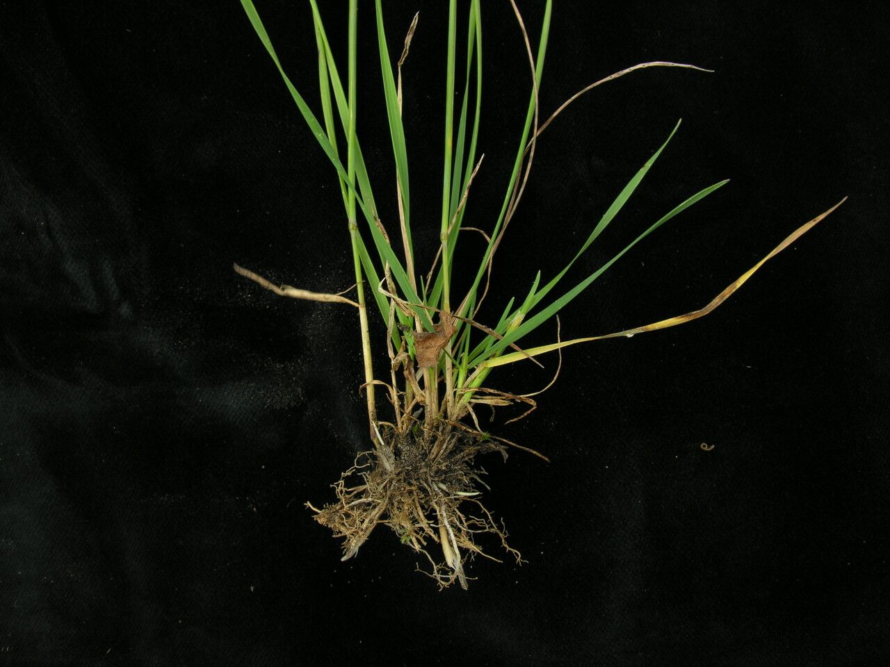 Elymus nutans habit