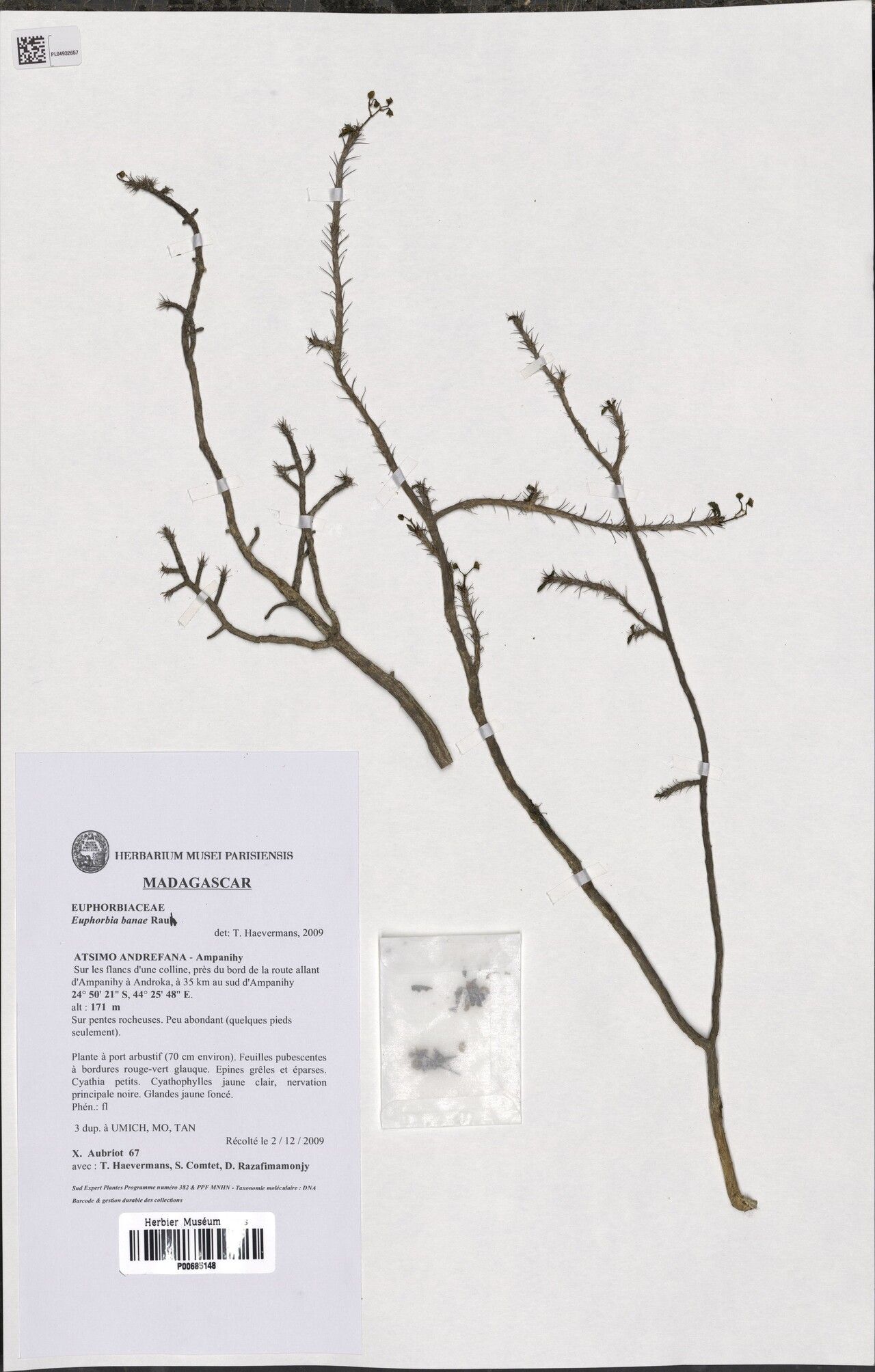 Euphorbia banae — houseplant care guide