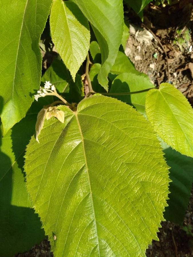 Commersonia bartramia — search result for 'Malvaceae'